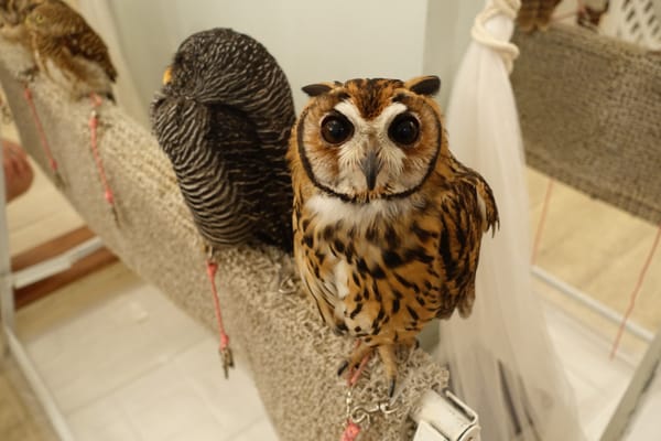 Owl Cafe Tokyo by null