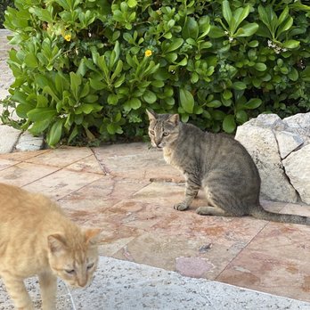 Sandos Playacar - Cats on the property - Hotels Near Me - Playacar, ROO Sandos Playacar - Cats on the property - Hotels Near Me - Playacar, ROO