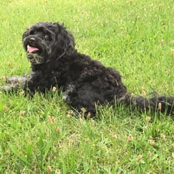 Pet Rover Mobile Grooming - Billy before and after his grooming with Pet Rover Mobile Groomers