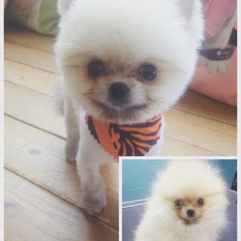 Barkyard - Pet Sitting Near Me - Toronto, Ontario