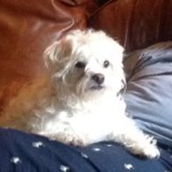 Love Your Pet Again - Max just relaxin at home! - Pet Training Near Me - Houston, Texas Love Your Pet Again - Max just relaxin at home! - Pet Training Near Me - Houston, Texas