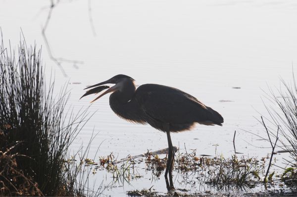 Lake Artemesia Natural Area by null