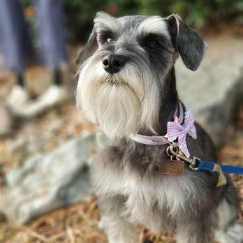 Top Paw Grooming - Love love love this place they do awesome with my Baxter and Hazel! - Pet Groomers Near Me - Tucson, Arizona Top Paw Grooming - Love love love this place they do awesome with my Baxter and Hazel! - Pet Groomers Near Me - Tucson, Arizona