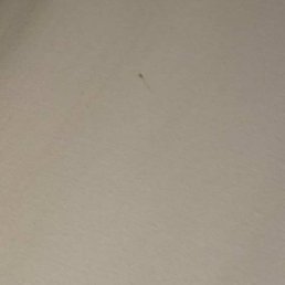 Second bed bug found crawling near my headrest at the Baymont Inn And Suites Alsip, IL. I killed it and it smeared some of my blood it had. Second bed bug found crawling near my headrest at the Baymont Inn And Suites Alsip, IL. I killed it and it smeared some of my blood it had.