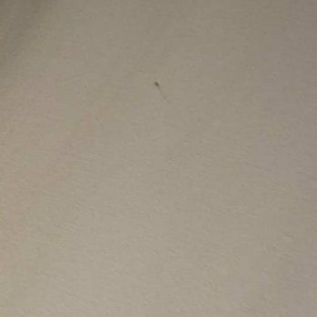 Baymont by Wyndham Chicago/Alsip - Second bed bug found crawling near my headrest at the Baymont Inn And Suites Alsip, IL. I killed it and it smeared some of my blood it had. - Hotels Near Me - Alsip, Illinois Baymont by Wyndham Chicago/Alsip - Second bed bug found crawling near my headrest at the Baymont Inn And Suites Alsip, IL. I killed it and it smeared some of my blood it had. - Hotels Near Me - Alsip, Illinois