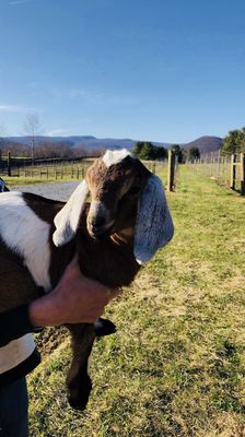 Quièvremont Vineyard & Winery by null