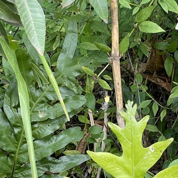 Pipiwai Trail - Giant spider - Hiking Near Me - Hana,, Hawaii