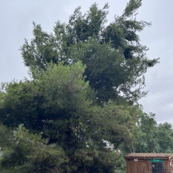 Joel's Tree Service - Before - Tree Services Near Me Joel's Tree Service - Before - Tree Services Near Me