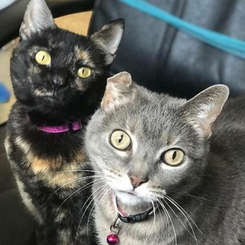 Green Meadow Veterinary Hospital - Clinic cats! - Veterinarians Near Me - San Angelo, Texas Green Meadow Veterinary Hospital - Clinic cats! - Veterinarians Near Me - San Angelo, Texas