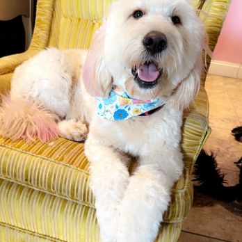 Wags to Riches - Pet Groomers Near Me - Visalia, California Wags to Riches - Pet Groomers Near Me - Visalia, California