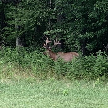 Elk and Bison Prairie - Male Elk - Parks Near Me - Golden Pond, Kentucky
