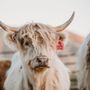 Photo of Bougie Cattle Company