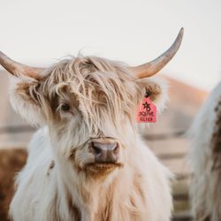 Bougie Cattle Company - Stunning Highlands are a focus here at Bougie Cattle Company! Meet the ladies behind our mini cattle breedings