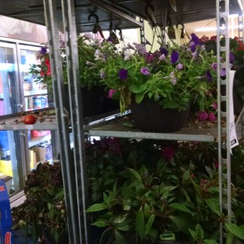 ALDI - They even carry plants on occasion. - Grocery Near Me - Gainesville, Georgia