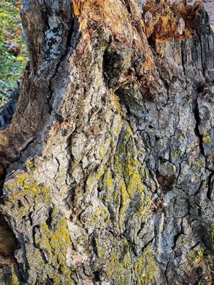 Cylburn Arboretum by null