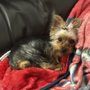 Photo of Spa for Paws