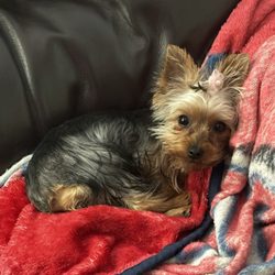 Spa for Paws