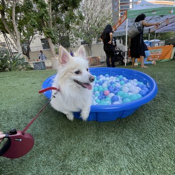 Max's Happy Paws - Max - Pet Groomers Near Me - Los Angeles, California