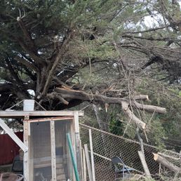 Fallen tree