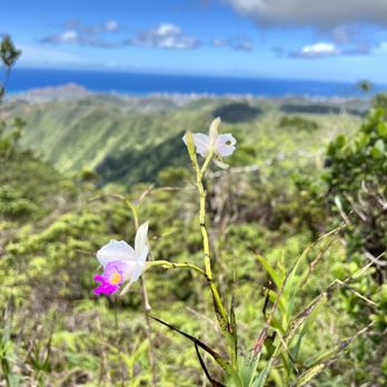 Wailupe Loop - Orchid - Hiking Near Me - Honolulu, Hawaii Wailupe Loop - Orchid - Hiking Near Me - Honolulu, Hawaii