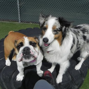 Dirty Paws Lounge - Pet Training Near Me - Sterling Heights, Michigan Dirty Paws Lounge - Pet Training Near Me - Sterling Heights, Michigan