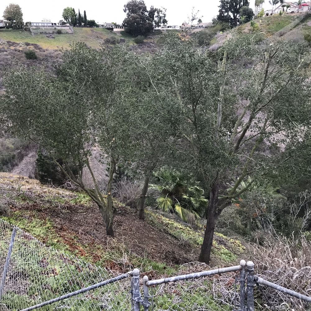 Angel's Tree Service - Tree Services Near Me - Encinitas, California