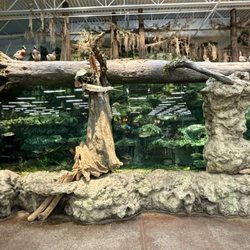 Bass Pro Shops - Live fish tank