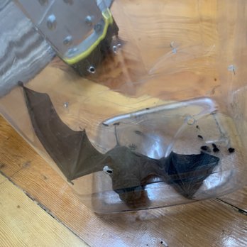 Western Bat Specialists - Pest Control Near Me - Olivehurst, California