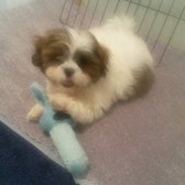 puppy boutique brooklyn