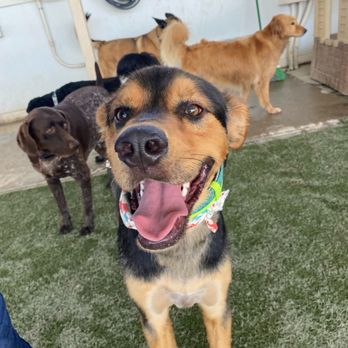 St Marks Dog Resort - Cooper and his crew - Pet Boarding Near Me - Rancho Cucamonga, California