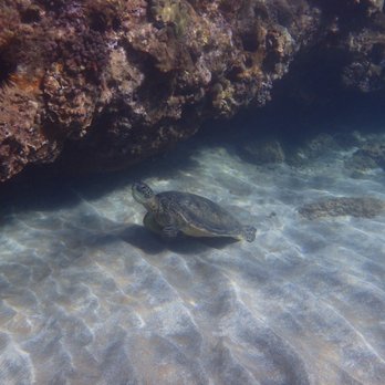 NeverDry Divers - Scuba Diving Near Me - Kihei, Hawaii