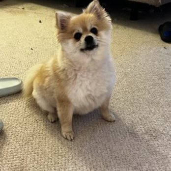 Grooming Tails - this is phoebe after! - Pet Groomers Near Me - Smithfield, Rhode Island