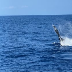 Hang Loose Boat Tours - Whale waving goodbye.