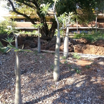 KCC Cactus Garden - Botanical Gardens Near Me - Honolulu, Hawaii