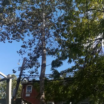 LA Tree Service Creative Corp - Tree Services Near Me