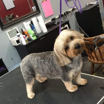 Velvet Bow Pet Grooming - Pet Groomers Near Me - Joliet, Illinois Velvet Bow Pet Grooming - Pet Groomers Near Me - Joliet, Illinois