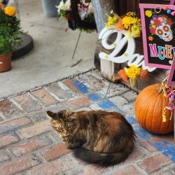 Rosemill - Precious, the cat