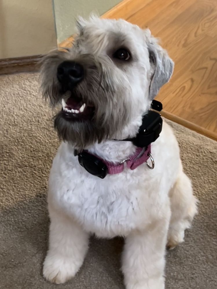 THE GROOMING STUDIO Updated September 2024 16070 Yosemite St, Brighton, Colorado Pet