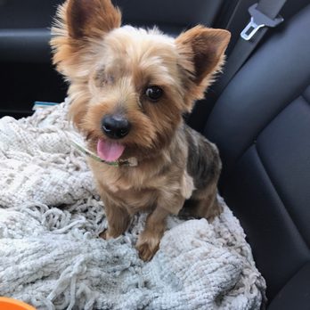 Bark in Style - Pet Groomers Near Me - Seattle, Washington Bark in Style - Pet Groomers Near Me - Seattle, Washington