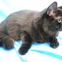 Photo of Glamour Puss Pet Services