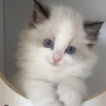 LA Ragdoll Cat Breeder - Pet Breeders Near Me - Los Angeles, California LA Ragdoll Cat Breeder - Pet Breeders Near Me - Los Angeles, California