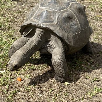 Crocodile Encounter - Old tortoise - Zoos Near Me - Angleton, Texas Crocodile Encounter - Old tortoise - Zoos Near Me - Angleton, Texas