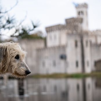 Newman Castle - Resident Pup who's name I unfortunately forgot! Gorgeous and extremely friendly - Bus Tours Near Me - Bellville, Texas Newman Castle - Resident Pup who's name I unfortunately forgot! Gorgeous and extremely friendly - Bus Tours Near Me - Bellville, Texas