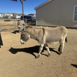 Meeting Billy Bob and Georgie