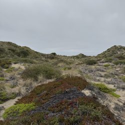 Horse N Around Trail Rides - Path to the dunes