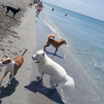 Brohard Paw Park & Beach - #cappucinothewhippet making friends - Dog Parks Near Me - Venice, Florida