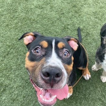Custom K-9 - Pet Training Near Me - Pacifica, California Custom K-9 - Pet Training Near Me - Pacifica, California