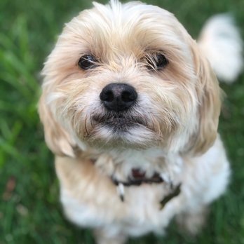 No Worries Petsitting - Pet Sitting Near Me - Lehigh Valley, Pennsylvania No Worries Petsitting - Pet Sitting Near Me - Lehigh Valley, Pennsylvania