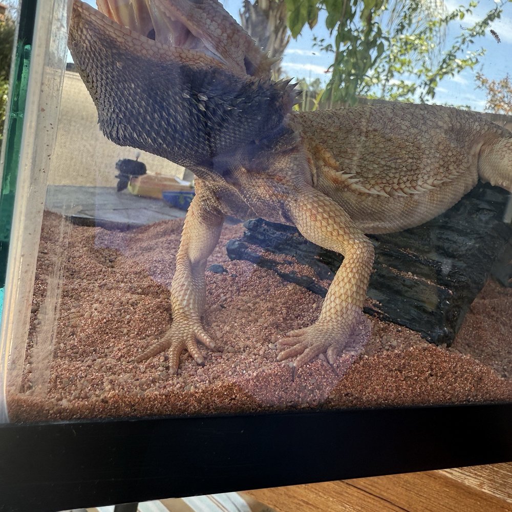 Bobby the Bearded Dragon Bobby the Bearded Dragon