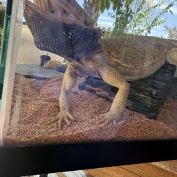Bobby the Bearded Dragon Bobby the Bearded Dragon